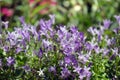 Beautifully blooming Serbian bellflower Campanula poscharskyana