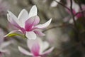 Beautifully blooming spring magnolia tree. Magnolia