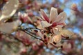 Beautifully blooming spring magnolia tree