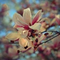 Beautifully blooming spring magnolia tree