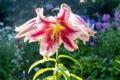 Beautifully blooming varietal lily on a high stem under the rays of the sun.