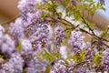 Beautifully blooming wisteria Traditional Japanese flower Purple flowers on background green leaves Spring floral background. Royalty Free Stock Photo