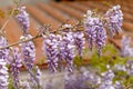 Beautifully blooming wisteria Traditional Japanese flower Purple flowers on background green leaves Spring floral background. Royalty Free Stock Photo