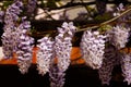 Beautifully blooming wisteria Traditional Japanese flower Purple flowers on background green leaves Spring floral background. Royalty Free Stock Photo