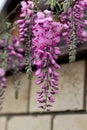 Beautifully blooming wisteria Traditional Japanese flower Purple flowers on background green leaves Spring floral background. Royalty Free Stock Photo