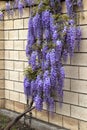 Beautifully blooming wisteria Traditional Japanese flower Purple flowers on background green leaves Spring floral background. Royalty Free Stock Photo