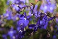 Beautifully blossomed blue bellflowers in the garden