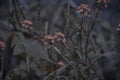 Beautifully blossomed flowers in the garden