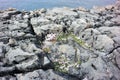 Beautifully blossomed flowers on the rocky cliff