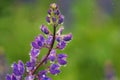 Beautifully blossomed lupine flowers and raindrops.