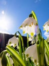 Beautifully blossomed summer snowflake flowers under the blue sky Royalty Free Stock Photo