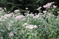 Beautifully blossomed wild pink flowers