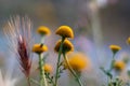 Beautifully blossomed yellow flowers in the garden