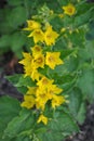 Beautifully blossomed yellow flowers in the garden