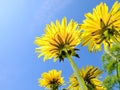 Beautifully blossomed yellow flowers gleaming under the blue sky