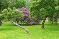 Beautifully blossoming lilac trees and hawthorn. Trees bloom in the spring Royalty Free Stock Photo