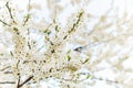 Beautifully blossoming tree branch apple. Abstract spring floral background. Spring flowers Royalty Free Stock Photo