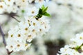 Beautifully blossoming tree branch apple. Abstract spring floral background. Spring flowers Royalty Free Stock Photo