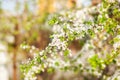 Beautifully blossoming tree branch apple. Blooming tree branches Cherry with white flowers natural background. Abstract spring flo Royalty Free Stock Photo