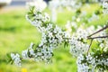 Beautifully blossoming tree branch apple. Blooming tree branches Cherry with white flowers natural background. Abstract spring flo Royalty Free Stock Photo