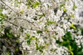 Beautifully blossoming tree branch apple. Blooming tree branches Cherry with white flowers natural background. Abstract spring Royalty Free Stock Photo