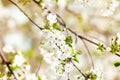 Beautifully blossoming tree branch apple. Blooming tree branches Cherry with white flowers natural background. Abstract spring flo Royalty Free Stock Photo