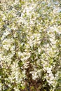 Beautifully blossoming tree branch apple. Blooming tree branches Cherry with white flowers natural background. Abstract spring flo Royalty Free Stock Photo