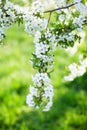 Beautifully blossoming tree branch apple. Blooming tree branches Cherry with white flowers natural background. Abstract spring flo
