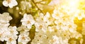 Beautifully blossoming tree branch. Cherry - Sakura and sun with a natural colored background. Wide photo Royalty Free Stock Photo