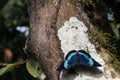 A closeup of a Queen Flasher butterfly, panacea regina, sitting on a tree in an Ecuadorian jungle