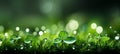 Beautifully bokeh blurred natural green grass background with refreshing water droplets Royalty Free Stock Photo