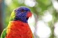 Brilliant colored Lorikeet headshot