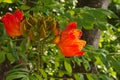 Beautifully bright, large orange tree blossoms and adjoining green bud-lings, sighted in a parking zone of a large Thai university Royalty Free Stock Photo