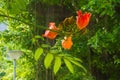 Beautifully bright, large orange tree blossoms and adjoining green bud-lings, sighted in a parking zone of a large Thai university Royalty Free Stock Photo