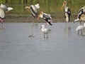 Nature\'s Canvas: Spoonbill Reflection with Painted Stork Ensemble Royalty Free Stock Photo