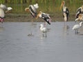Nature\'s Canvas: Spoonbill Reflection with Painted Stork Ensemble Royalty Free Stock Photo