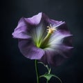 Stunning Morning Glory Flower