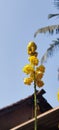 Beautifully captured yellow flower