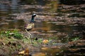 Bronze-Winged Jacana or the Metopidius indicus at Lakes Edge