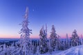 Beautifully colored bushes early in the morning on the mountain peak Lusen in Bavaria. Blue and pink morning landscape lighting. Royalty Free Stock Photo