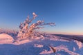 Beautifully colored bushes early in the morning on the mountain peak Lusen in Bavaria. Blue and pink morning landscape lighting Royalty Free Stock Photo