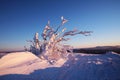 Beautifully colored bushes early in the morning on the mountain peak Lusen in Bavaria. Blue and pink morning landscape lighting Royalty Free Stock Photo