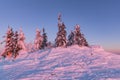 Beautifully colored bushes early in the morning on the mountain peak Lusen in Bavaria. Blue and pink morning landscape lighting Royalty Free Stock Photo