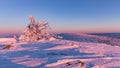 Beautifully colored bushes early in the morning on the mountain peak Lusen in Bavaria. Blue and pink morning landscape lighting Royalty Free Stock Photo