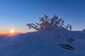 Beautifully colored bushes early in the morning on the mountain peak Lusen in Bavaria. Blue and pink morning landscape lighting Royalty Free Stock Photo