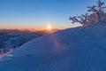 Beautifully colored bushes early in the morning on the mountain peak Lusen in Bavaria. Blue and pink morning landscape lighting Royalty Free Stock Photo