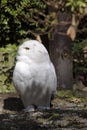 Beautifully colored female Snowy Owl, Nyctea scandiaca