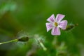 Flowers and plants in the foreground, macro photography with beautiful colors.