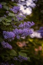 Beautifully colored Lilac trees in full bloom on spring in Prague.