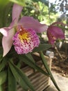 Beautifully colored orchid flowers bloom on dark green leaves hanging on the front porch.